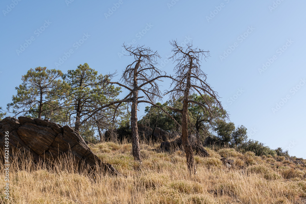 a pine tree in the Sierra Nevada in southern Spain