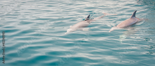rodzina delfinów w oceanie indyjskim