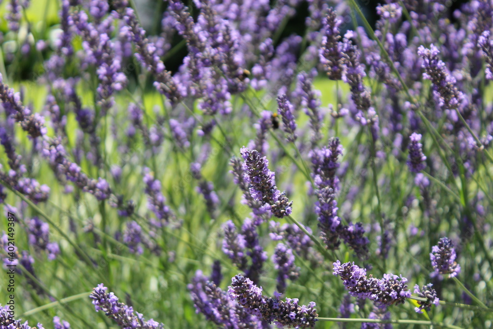 flower, purple, flowers, nature, plant, pink, lavender, garden, heather, spring, blossom, summer, green, flora, floral, violet, blooming, bloom, field, lilac, macro, beauty, bush, herb, closeup flower, purple, flowers, nature, plant, pink, lavender, garden, heather, spring, blossom, summer, green, flora, floral, violet, blooming, bloom, field, lilac, macro, beauty, bush, herb, closeup
