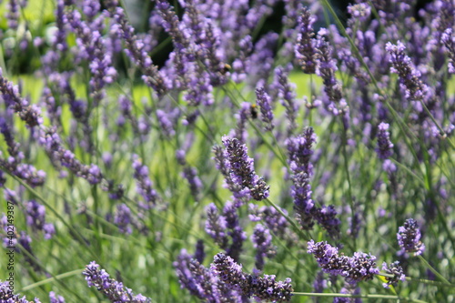 flower  purple  flowers  nature  plant  pink  lavender  garden  heather  spring  blossom  summer  green  flora  floral  violet  blooming  bloom  field  lilac  macro  beauty  bush  herb  closeup