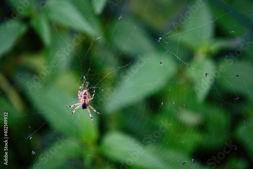 The bottom of a spider on a web with nettle leaves in the background.