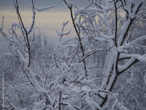 snow covered branches