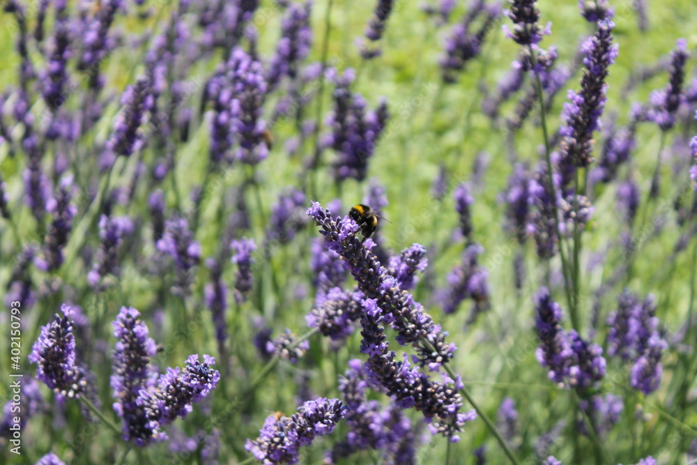 Obraz premium flower, purple, flowers, nature, plant, pink, lavender, garden, heather, spring, blossom, summer, green, flora, floral, violet, blooming, bloom, field, lilac, macro, beauty, bush, herb, closeup