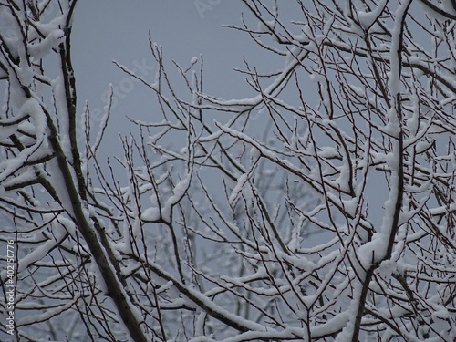 branches of a tree