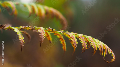 Des teintes cuivrées envahissent petit à petit les feuilles des fougère, signe imminent que l'automne approche