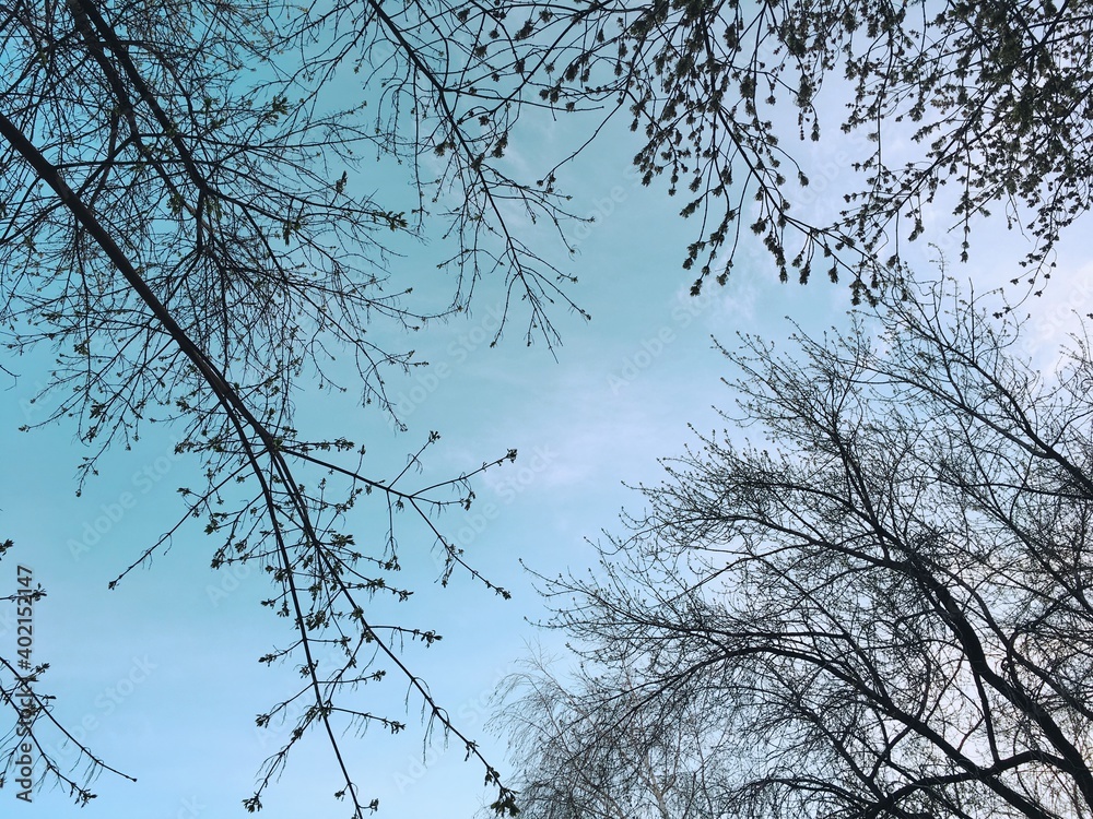Obraz premium branches against sky