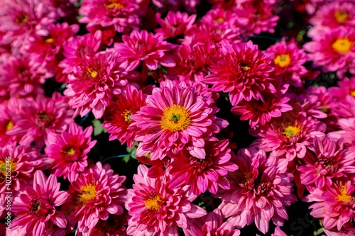 Pink Chrysanthemums blooming in the sunlight.