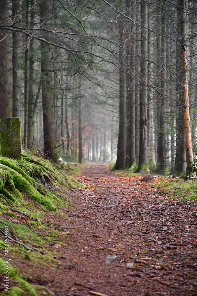 Obraz premium path in the woods