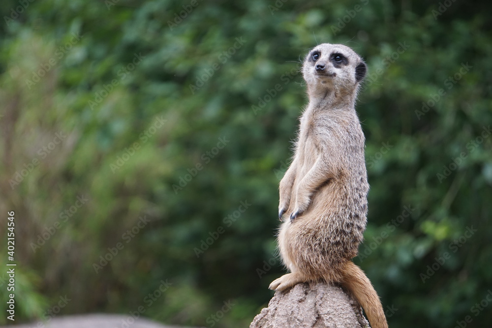 Fototapeta premium meerkat on guard