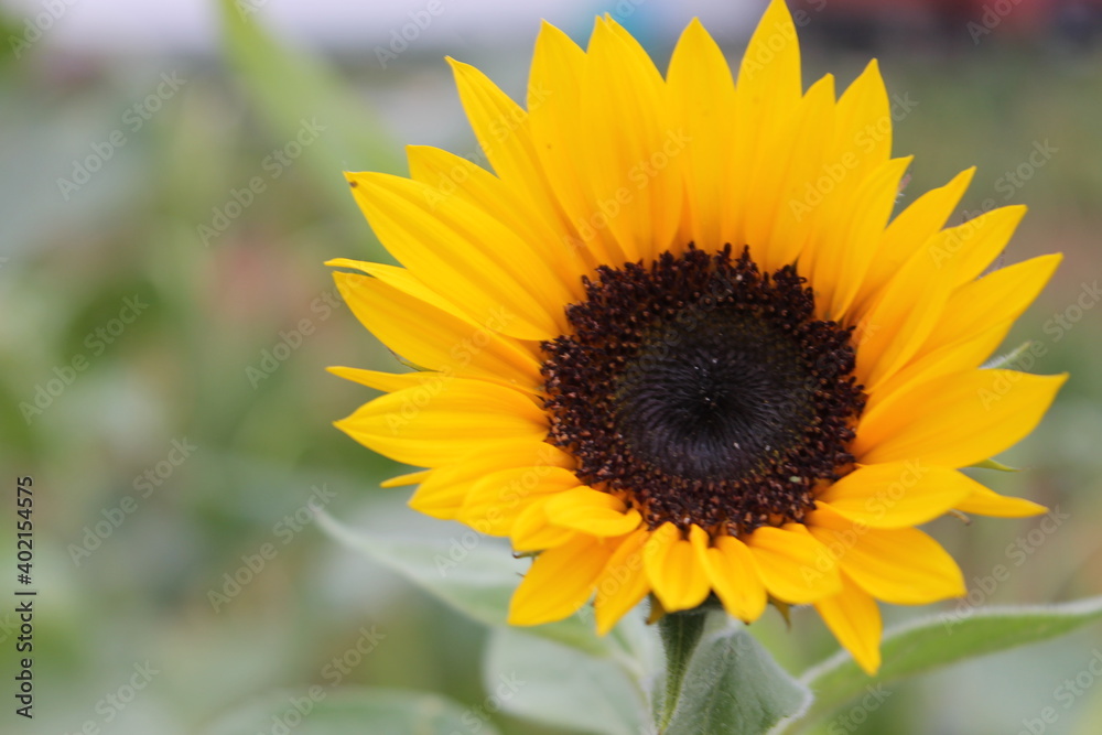 sunflower, flower, nature, summer, yellow, sun, plant, field, agriculture, green, flowers, blossom, garden, bloom, sunflowers, flora, leaf, beauty, bright, beautiful, petal, color, seed, growth, flora