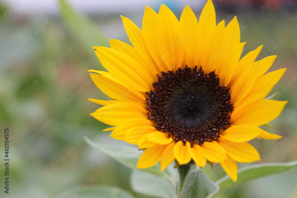 sunflower, flower, nature, summer, yellow, sun, plant, field, agriculture, green, flowers, blossom, garden, bloom, sunflowers, flora, leaf, beauty, bright, beautiful, petal, color, seed, growth, flora sunflower, flower, nature, summer, yellow, sun, plant, field, agriculture, green, flowers, blossom, garden, bloom, sunflowers, flora, leaf, beauty, bright, beautiful, petal, color, seed, growth, flora