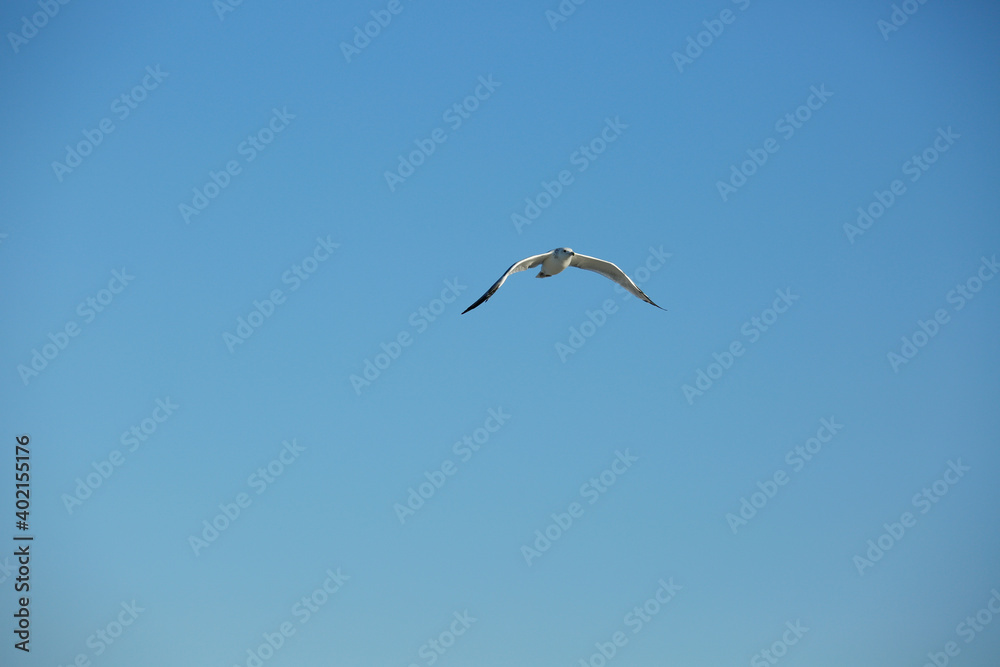 Fototapeta premium Wild seagull in natural blue sky background.