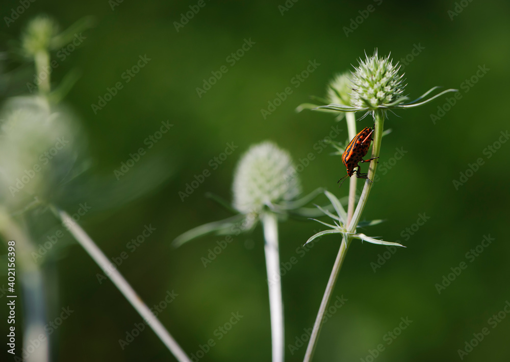 The shield bug, graphosoma lineatum, sits on a blue eringo bud, eryngium planum, in a meadow on a hot, sunny day. bright bug on a thorny plant, on a blurred green background