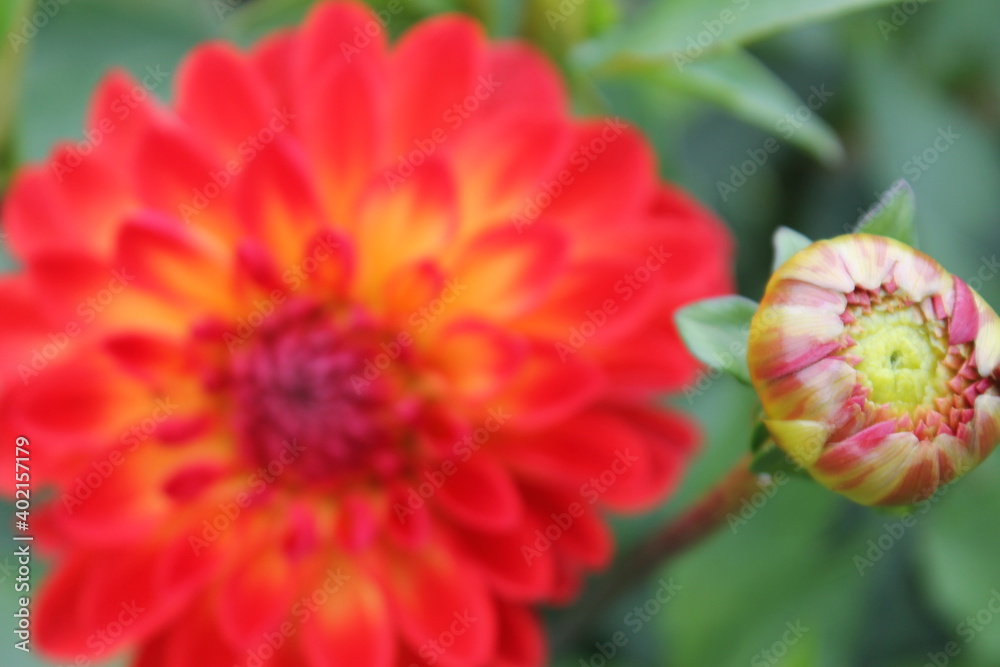 flower, nature, red, rose, plant, garden, green, pink, blossom, spring, bud, flowers, flora, summer, macro, petal, bloom, beauty, beautiful, floral, leaf, color, leaves flower, nature, red, rose, plant, garden, green, pink, blossom, spring, bud, flowers, flora, summer, macro, petal, bloom, beauty, beautiful, floral, leaf, color, leaves