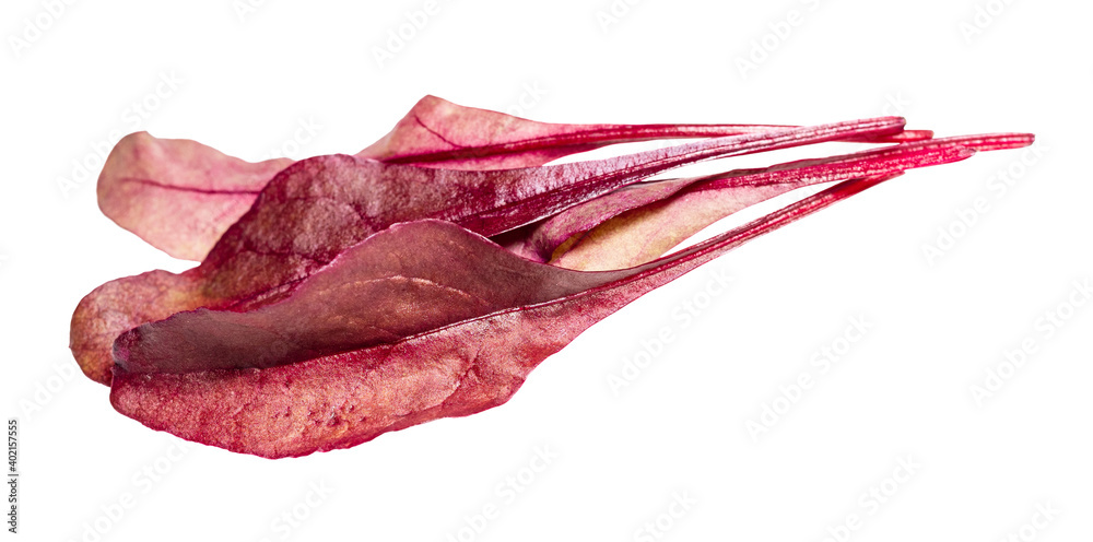 Obraz premium few fresh leaves of red Chard leafy vegetable cut out on white background