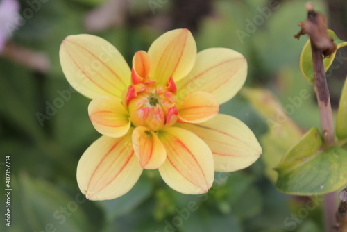 flower  nature  garden  plant  blossom  spring  pink  green  beauty  bloom  macro  summer  beautiful  yellow  flora  flowers  petal  white  floral  red  close-up  closeup  color  lily  bright