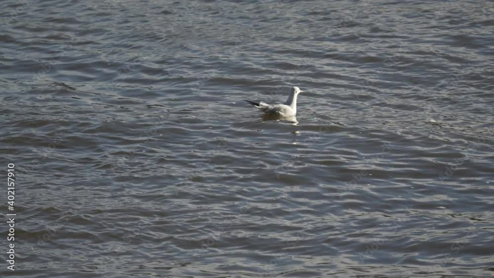 Lone Seagull Floating On Water In The River Thames, London Lone Seagull Floating On Water In The River Thames, London
