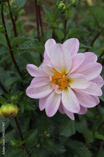 flower  pink  nature  blossom  flowers  plant  garden  spring  green  bloom  summer  beauty  rose  flora  beautiful  leaf  macro  petal  floral  apple  blooming  tree  red  purple  gardening