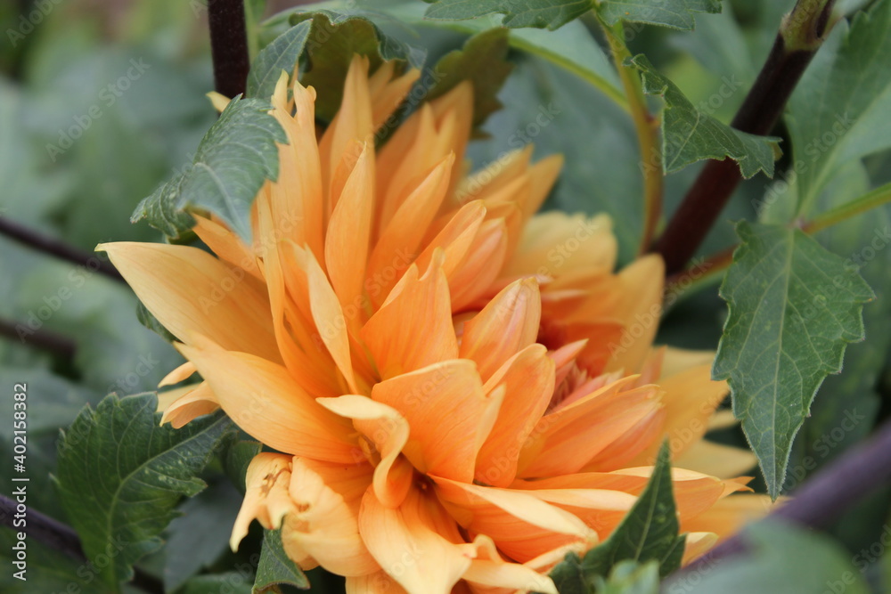 Obraz premium flower, yellow, nature, flowers, garden, orange, green, plant, summer, spring, bloom, floral, blossom, marigold, field, beautiful, calendula, daisy, red, flora, bright, petal, colorful, color, beauty