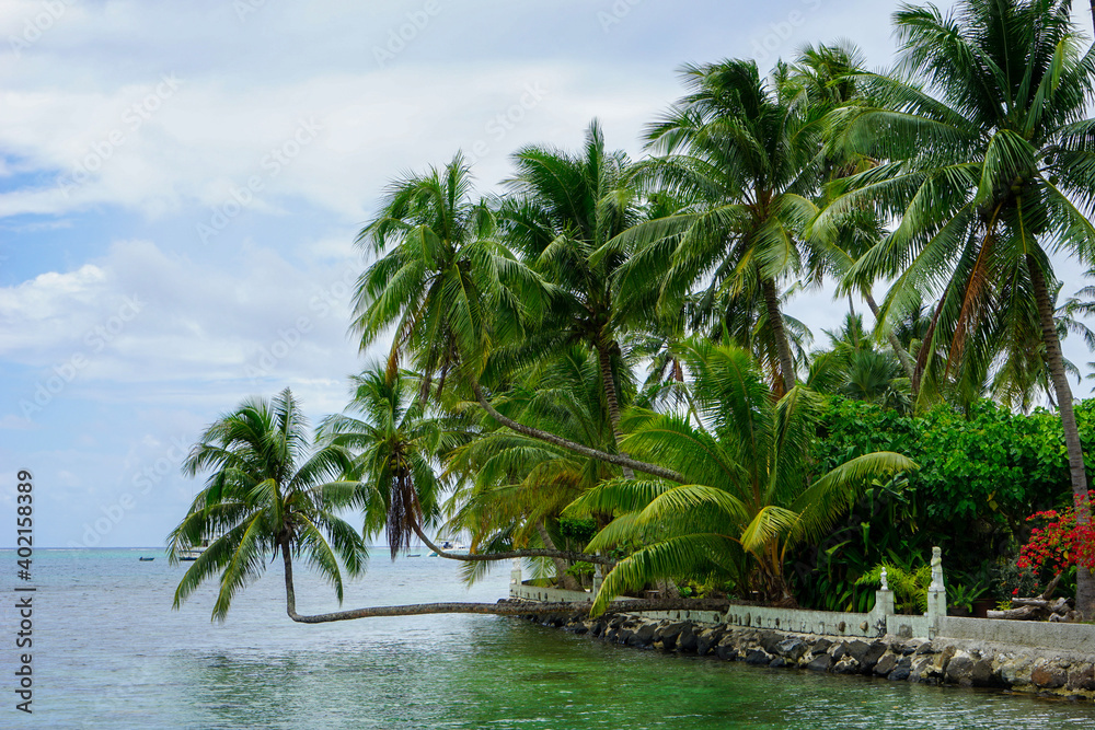 French Polynesia, Morea Island, palm trees hanging over the lagoon.