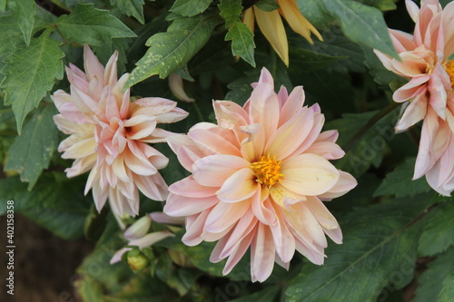 flower, pink, nature, dahlia, garden, plant, flowers, chrysanthemum, beauty, summer, bloom, green, yellow, blossom, flora, petal, daisy, spring, white, macro, beautiful, floral, petals, bouquet, orang