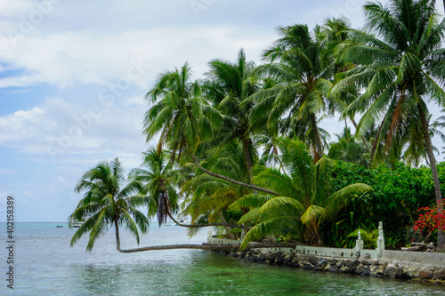 French Polynesia  Morea Island  palm trees hanging over the lagoon.