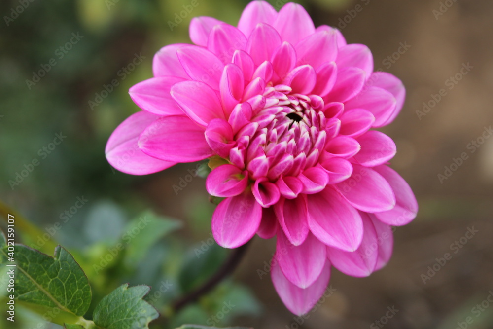 Fototapeta premium flower, pink, nature, dahlia, beauty, plant, macro, petal, yellow, spring, garden, chrysanthemum, flora, floral, blossom, daisy, flowers, bloom, summer, petals, closeup, beautiful, white, red, orange