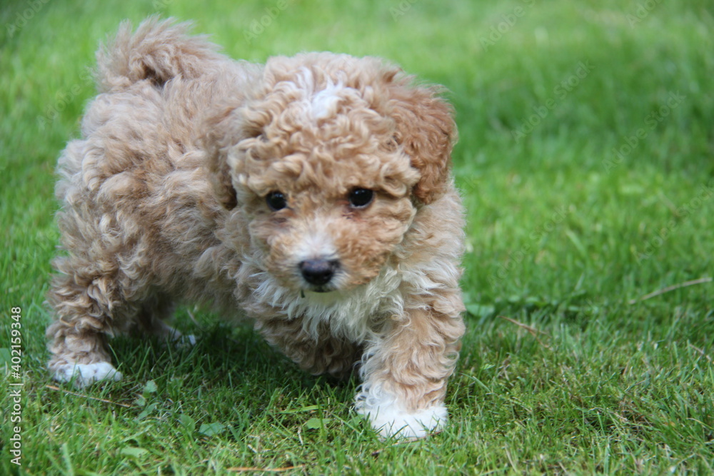 Labradoodle Labrador Poodle Cute Dog Puppy Cavapoo 