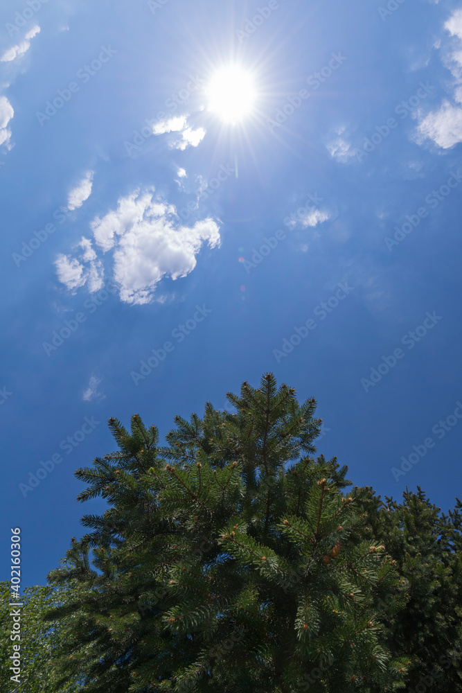 Obraz premium Pine tree against blue sky and bright sun