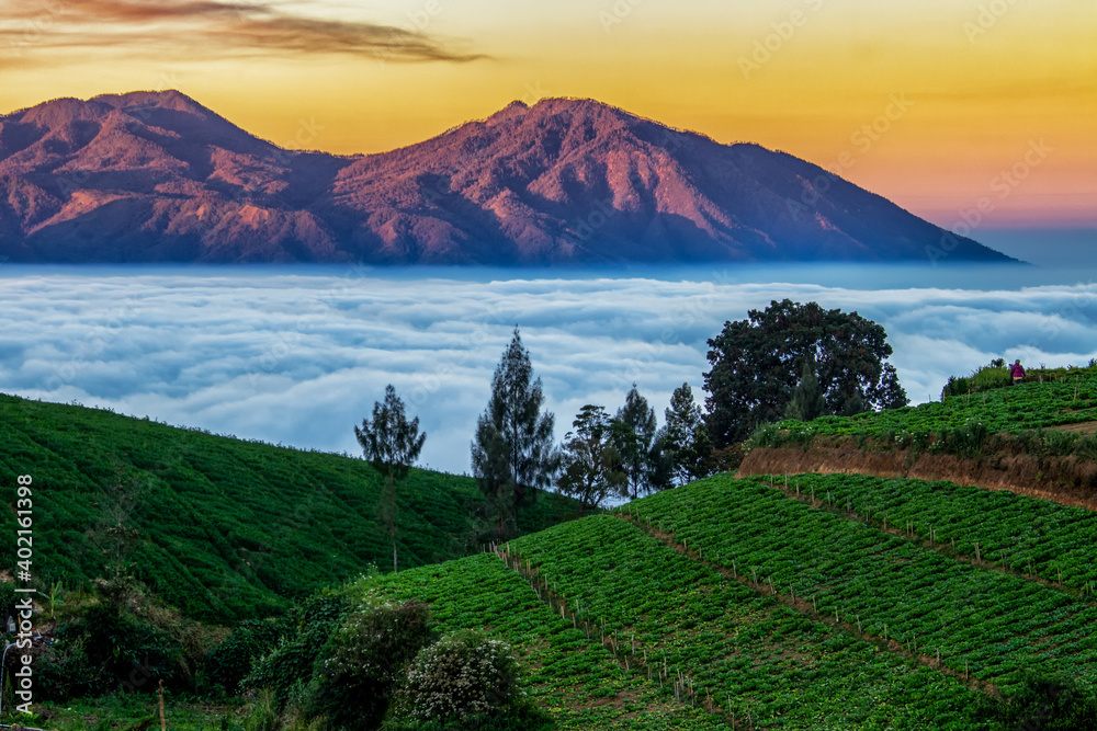 Fototapeta premium mountain and the sea ​​of ​​fog