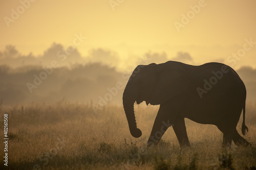 African bush elephant or African savanna elephant (Loxodonta africana) at sunrise. Madikwe Game Reserve. North West Province. South Africa