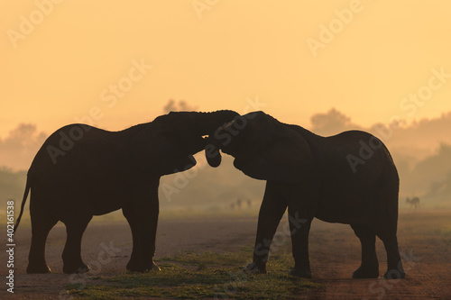 African bush elephant or African savanna elephant (Loxodonta africana) at sunrise.  Madikwe Game Reserve. North West Province. South Africa © Roger de la Harpe