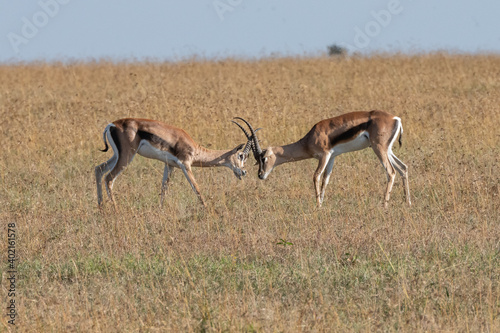 Thompson Gazelles in the savannah
