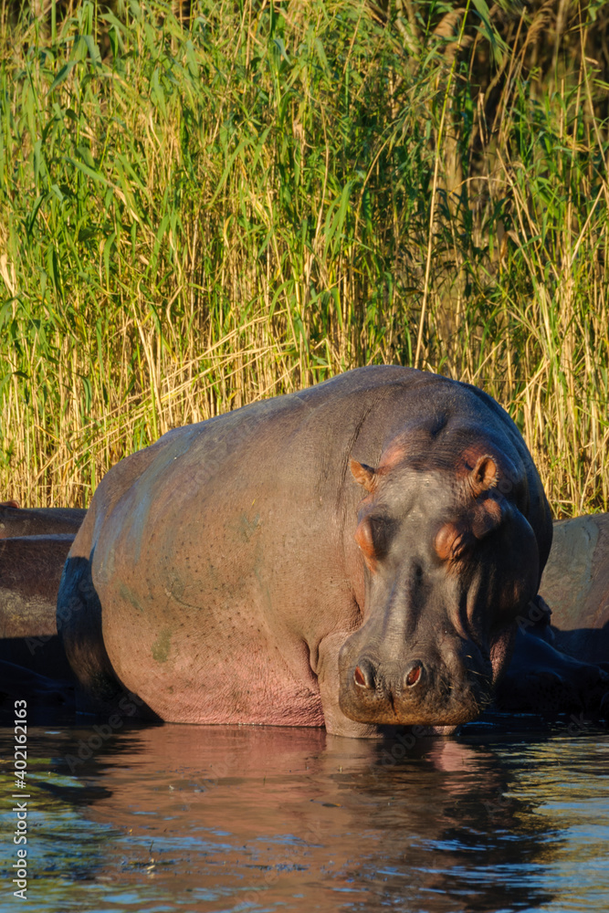 Hippopotamus, hippo, common hippopotamus or river hippopotamus (Hippopotamus amphibius) pod in the water. Eastern Shores. Isimangaliso Wetland Park. KwaZulu Natal. South Africa Hippopotamus, hippo, common hippopotamus or river hippopotamus (Hippopotamus amphibius) pod in the water. Eastern Shores. Isimangaliso Wetland Park. KwaZulu Natal. South Africa
