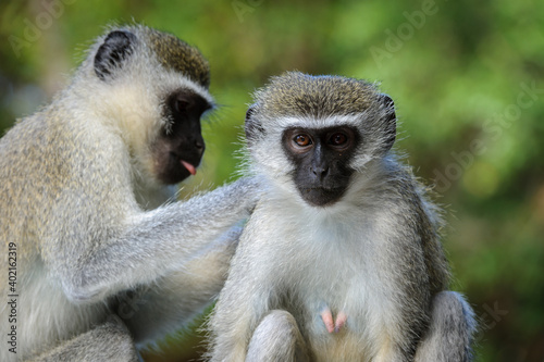 Vervet monkey (Chlorocebus pygerythrus). Eastern Shores. Isimangaliso Wetland Park. KwaZulu Natal. South Africa photo