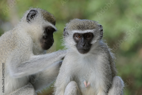 Vervet monkey (Chlorocebus pygerythrus). Eastern Shores. Isimangaliso Wetland Park. KwaZulu Natal. South Africa