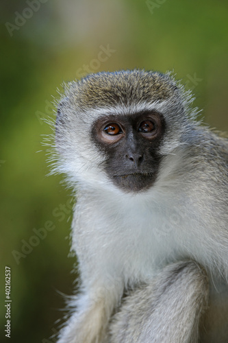 Vervet monkey (Chlorocebus pygerythrus). Eastern Shores. Isimangaliso Wetland Park. KwaZulu Natal. South Africa