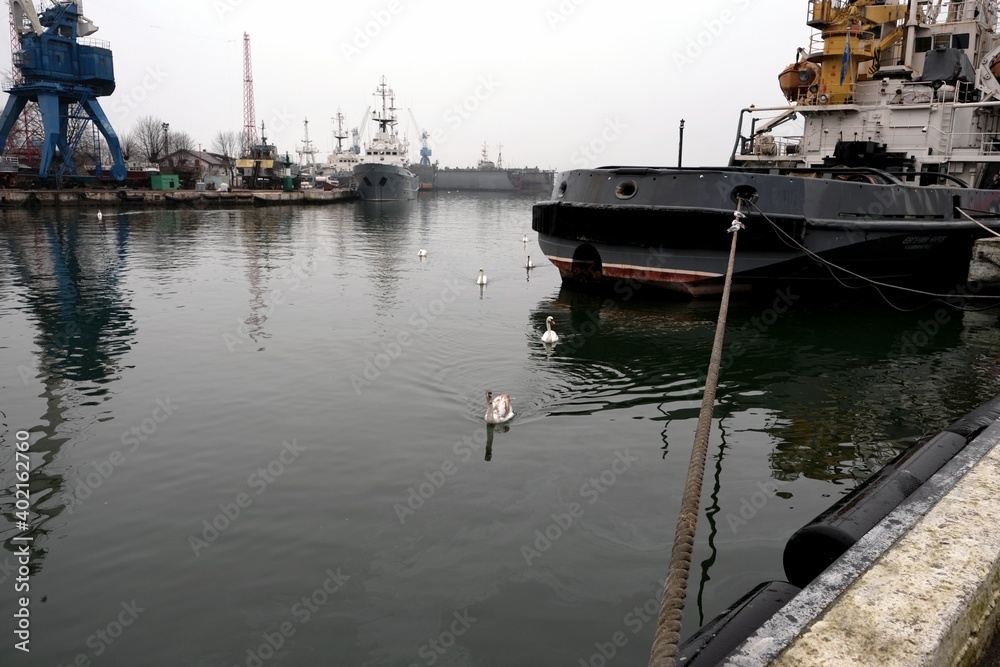 Swans in the harbor, the town of Baltiysk, Kaliningrad region, Russia