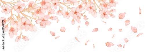 背景素材 桜 花びら素材 水彩