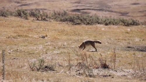Coyote Hunts And Pounces In Open Field Then Eats