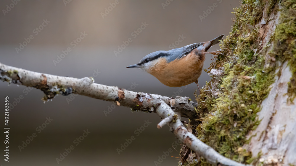 bird, Kleiber, ast, natur, wild lebende tiere, tier, baum, wild, winter bird, Kleiber, ast, natur, wild lebende tiere, tier, baum, wild, winter