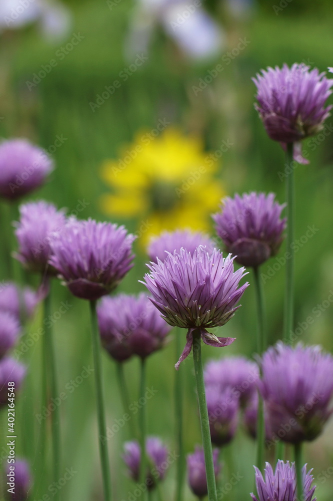 blühender Schnittlauch im Garten blühender Schnittlauch im Garten