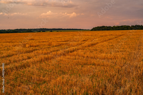 Rural landscape. Golden harvest of wheat.