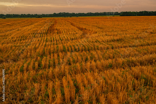 Rural landscape. Golden harvest of wheat.