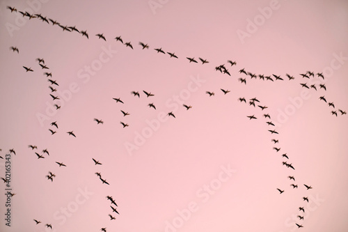 Vogelzug  Zugv  gel fliegen in den Sonnenuntergang.