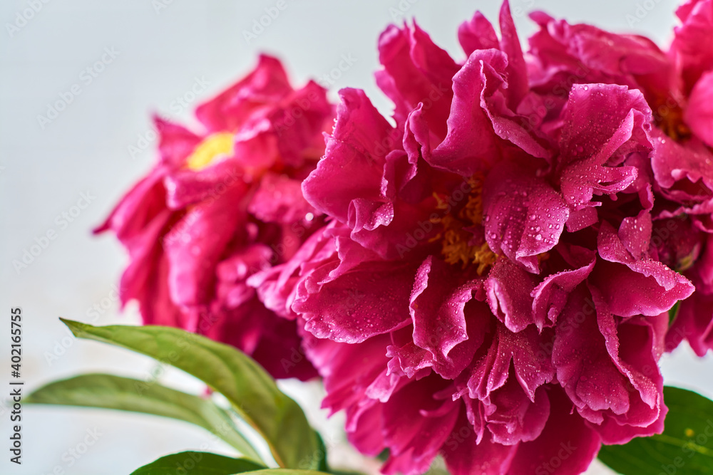 Beautiful Peony purple over a light concrete background. Horizontal composition. Text for congratulations on Valentine's Day or wedding. Beautiful Peony purple over a light concrete background. Horizontal composition. Text for congratulations on Valentine's Day or wedding.
