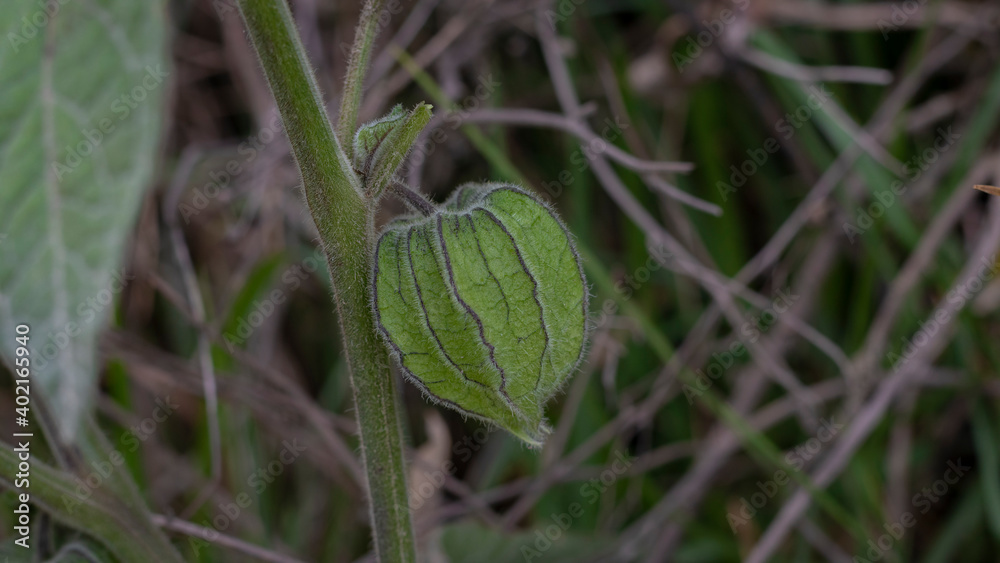 Image of cape gooseberries ready to be harvested in Barragán Valle del Cauca Colombia