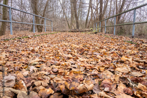 Brücke mit Geländer und Laub auf dem Boden im Wald mit Bäumen