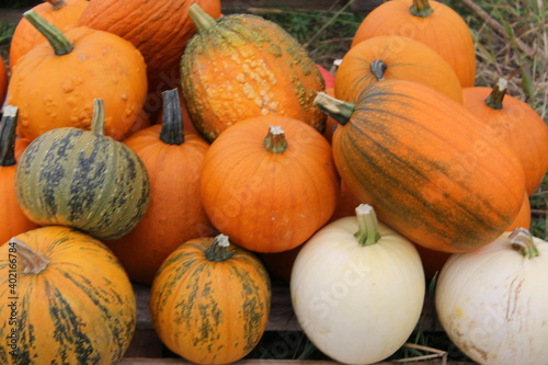 pumpkin, halloween, pumpkins, orange, autumn, fall, harvest, food, vegetable, thanksgiving, farm, october, holiday, squash, season, agriculture, seasonal, vegetables, gourd, market, decoration, patch,