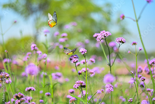 Canvas Print butterfly on a flower
